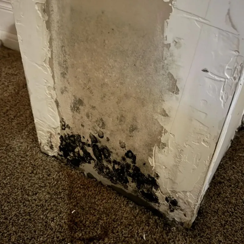 Professional Mold Removal in Moreno Valley, CA